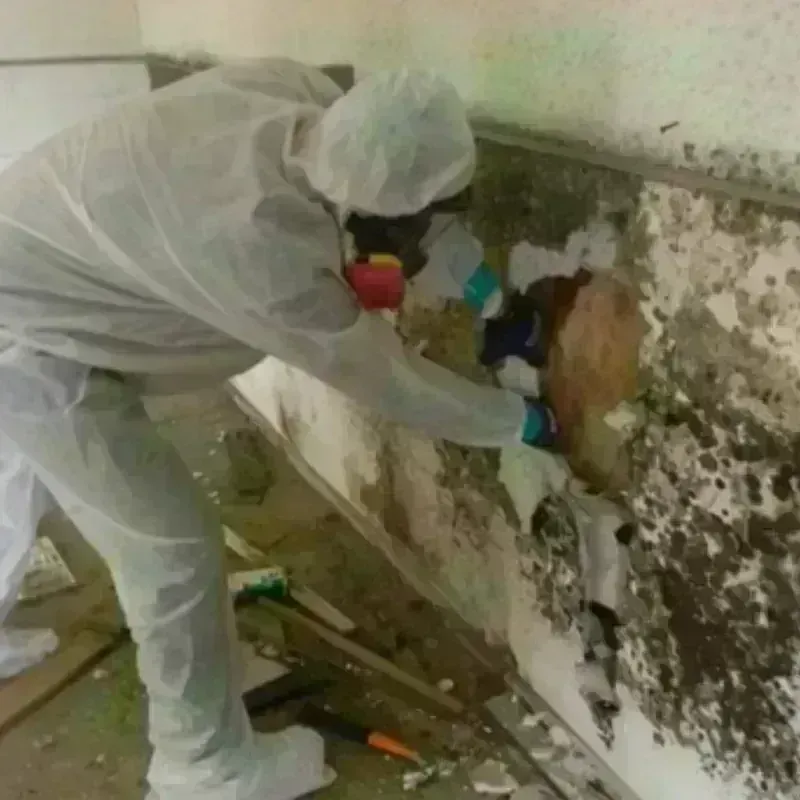 Mold Remediation and Removal in Crown Point, IN